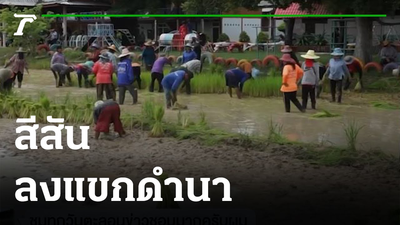 Communal Rice-Transplanting Tradition