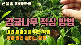 감귤재배 봄순 적심(순지르기)방법 새순및잎 빨리 키우고 굳히는 방법 내년 결과지 위한 작업 신품종감귤 하례조…