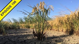 How to Grow Rice in the Great California Desert!