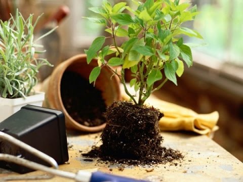 Как ПРАВИЛЬНО пересадить комнатное растение!?\\Transplanting plants\\ Пересадка растений\\ ksu66a