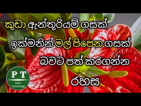 කුඩා ඇන්තූරියම් ගහක් ඉක්මනින් මල් හැදෙන ගහක් බවට පත් කරමු - How to get flowering anthurium plant.