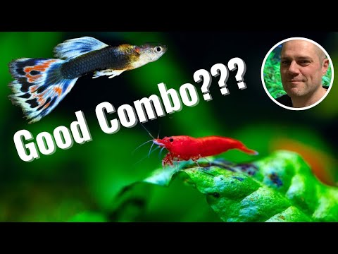 Can Red Cherry Shrimp Live With Guppies? OR WILL THE GUPPIES EAT ALL THE RED CHERRY SHRIMP????