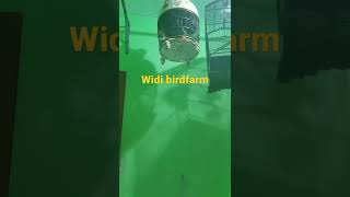 Download lagu perkutut Bangkok usia 1 tahun || Widi birdfarm mp3