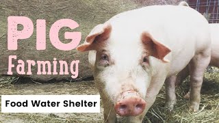 Pig Farming... What you for raising pigs - Waterers, Feeders and Housing