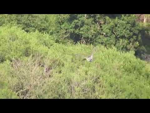 Balgavies Osprey chick learning to fish 24th July 2015