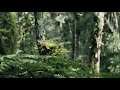 2 Hours The Sound Of East Asia Khatulistiwa Forest CALM MEDITATE RELAX SLEEP Calmly Mind