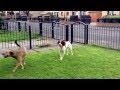 Brutal And Bloody Dog Fight Caught On Camera WARNING Extremely Distressing Scenes