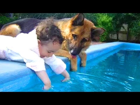 Quand votre chien est le meilleur baby-sitter
