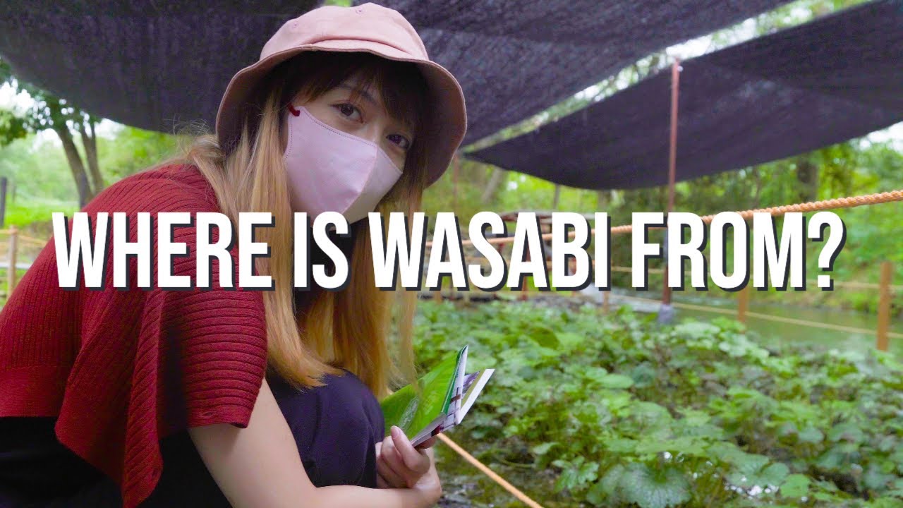 Experience the thrill of exploring the Daio Wasabi Farm as a tourist!