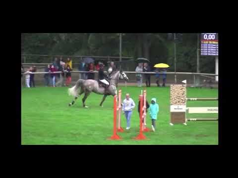 9y. Wallach / gelding v. Cicero Z - Level 1.40/1.45m