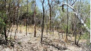 2015-09-25 Audio, Kakadu, NT