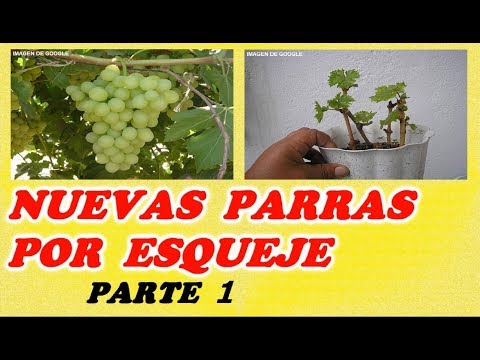 , title : 'ESQUEJES de PARRA de UVA - 1ª PARTE // Todo Huerta y Jardín'