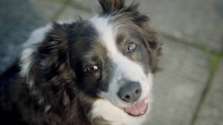 The Big Walk - Canine Arthritis