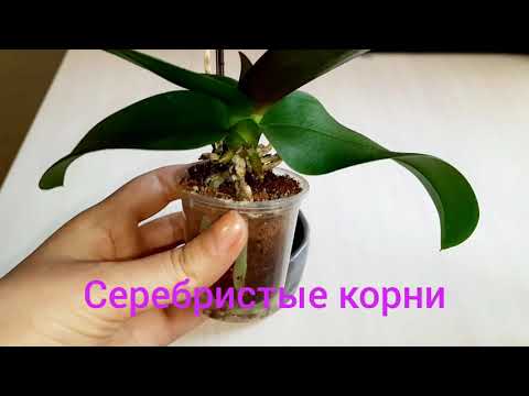 Полив детки орхидеи в торфстакане. Все просто. Watering baby orchids in a peat pot. It's simple