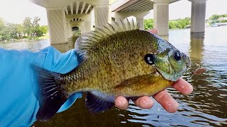 This River has GIANT Bluegills in it!!!