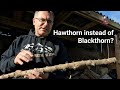 Using hawthorn instead of Blackthorn for stick making. Hawthorn is a serious option.
