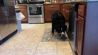 How a weird dog eats his breakfast ( read description)