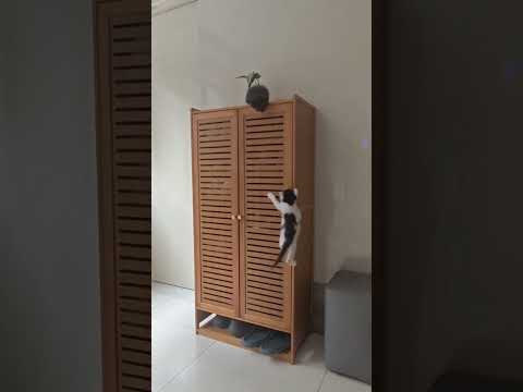 Watch these two kittens defy the odds #duet #kittens #kittenshorts