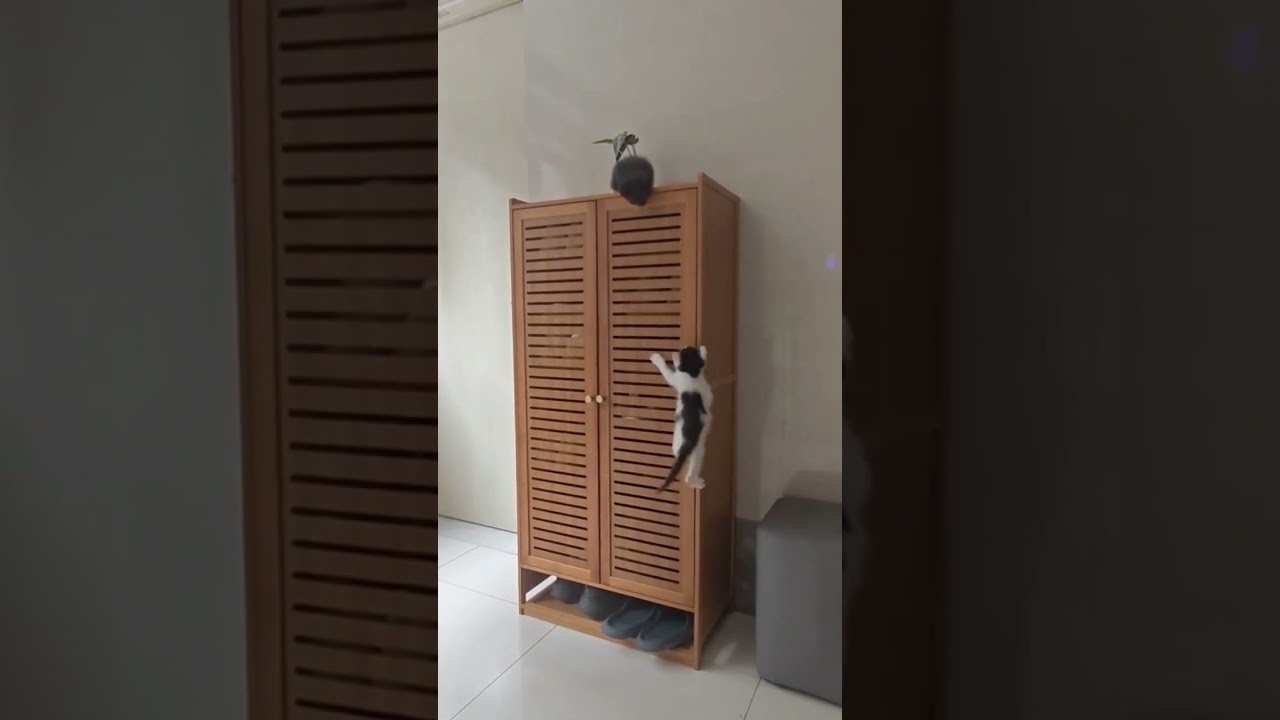Watch these two kittens defy the odds