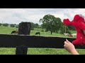 Elmo Meets The Cows