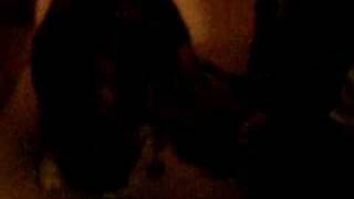 Oldest North American Domestic Long Haired Cat: Spunky