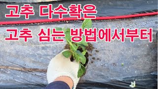 고추 다수확은 고추 심는 방법에서부터 (고추 재배, 고추 심기, 고추 모종 심기, 고추 많이 열리는 이치, …