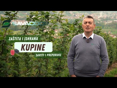 Zaštita i ishrana kupine | SAVACOOP