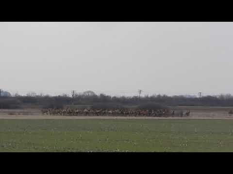 Red stag Hunting Romania  Pro Beniesto Hunting Agency