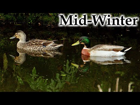 Sunny Mid-Winter Mallards Whiteheads Kingfisher & More #4k #birds #birdsong #newzealand