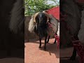 Sandaikida Mass Running Muttukida Sheepfight Kidasanda