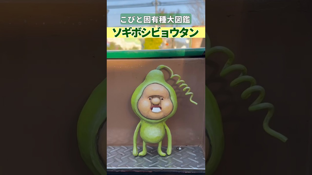 【こびとづかん short】#ソギボシビョウタン#道の駅#こびと固有種大図鑑