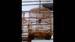 VIDEO0494