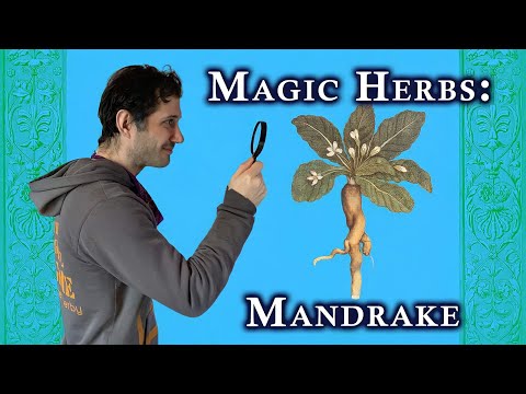 , title : 'Magic Herbs: Mandrake'