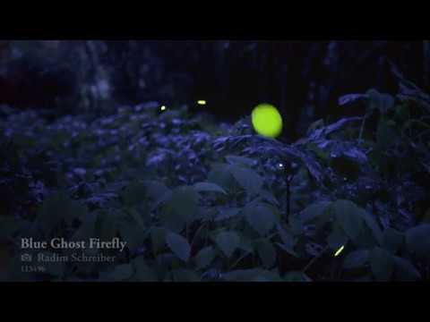 Enigmatic Blue Ghost Fireflies - Rare Footage