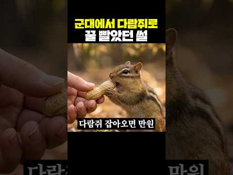 군대에서 다람쥐로 꿀 빨았던 썰