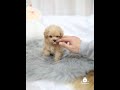 It S Zoe The Gorgeous Teacup Female Maltipoo