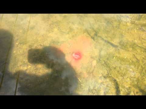 Korda almond goo with live system boilies