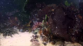 preview picture of video 'GoPro Scuba - Night Dive at Long Beach, Cape Town'