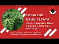 Penting Cara Mengolah Daun Pepaya Dan Buah Pepaya Yang Tepat Untuk Ikan Lele, paling update! Penting Cara Mengolah Daun Pepaya Dan Buah Pepaya Yang Tepat Untuk Ikan Lele, paling update!