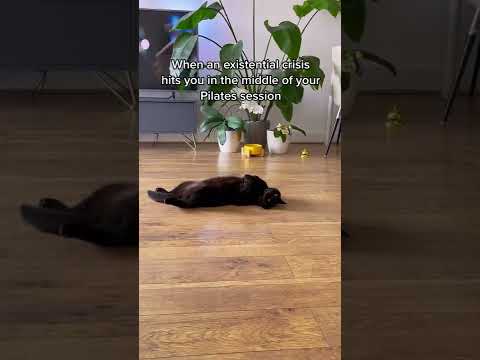 Cat having an existential crisis