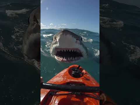 He Was Kayaking… Then a Shark Jumped Out! 😱#sharkencounters #survivalstory