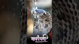 Happy Nag Panchami Status Nag Panchami  Whatsapp Status Video |नागपंचमी  Status वीडियो /