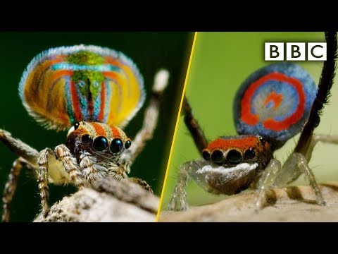 , title : 'Peacock spiders, dance for your life! - BBC'