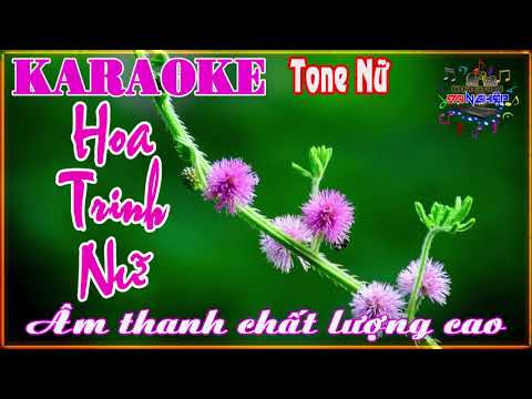 karaoke  Hoa trinh nữ
