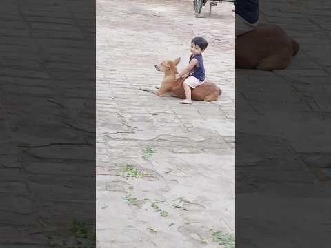 Cute bond dog with dhriti so cute moments #cuteanimal #cutebaby #viralvideo