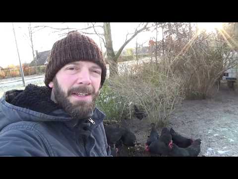 Vild med høns - kompostforsøg III