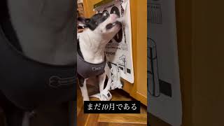 日めくりカレンダーめくる仕事さぼりがちな犬 #ボストンテリア