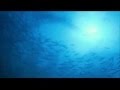 Blue Pacific - Michael Franks
