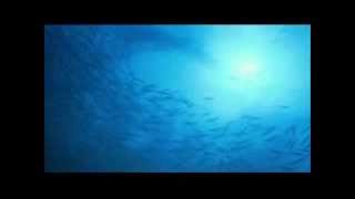 Blue Pacific - Michael Franks