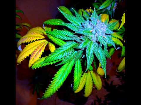 Lyrical Son - Ncuk Komercial